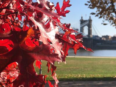 Fall leaves 
