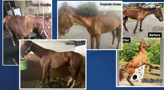 Horses that were raced in Puerto Rico