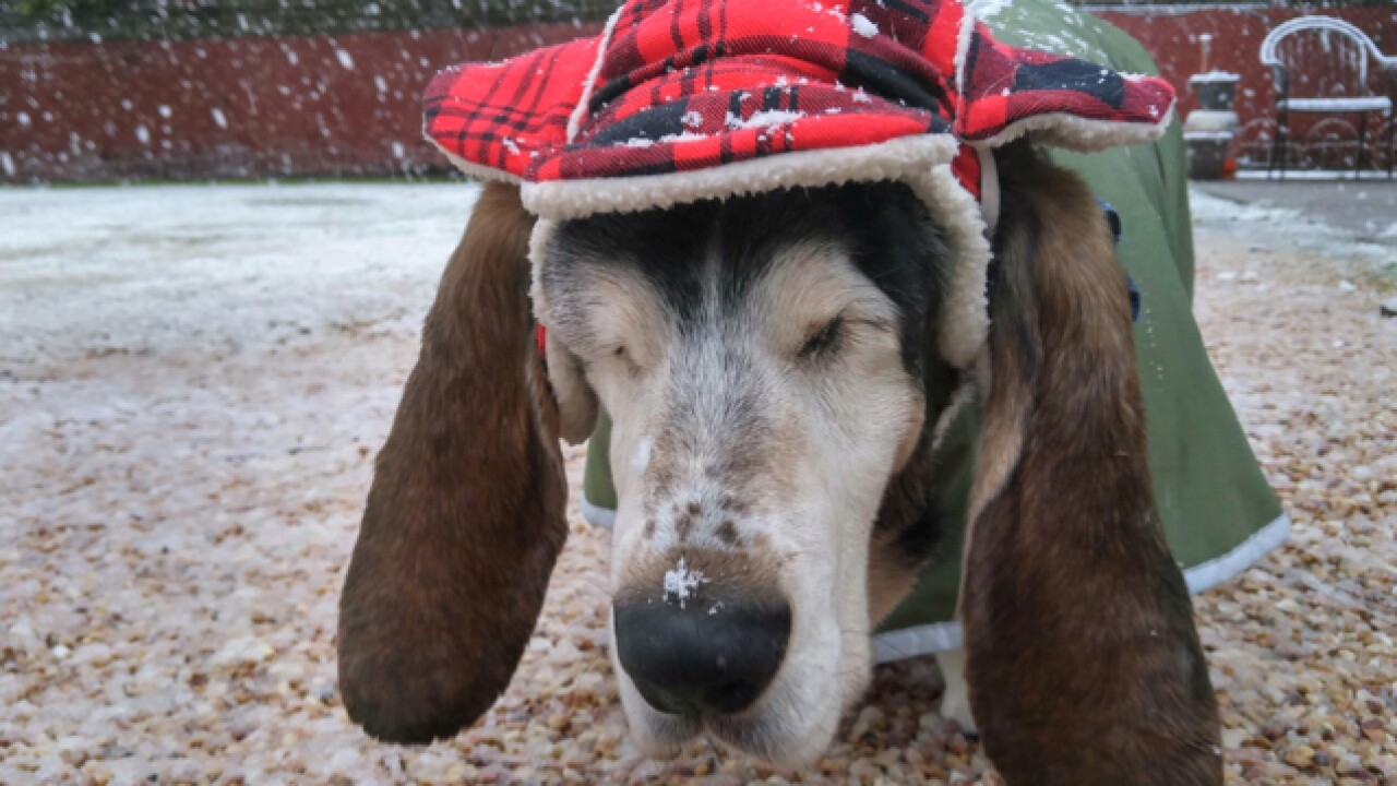 Your photos: January snow