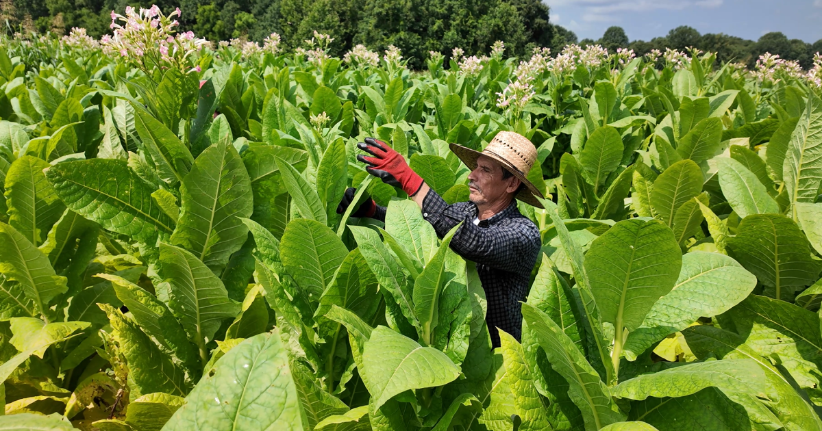 does kentucky grow tobacco Crop cashed out? Less than 1,000 Ky. farms are still growing 20 years after major reform Kentucky tobacco crippled by floods