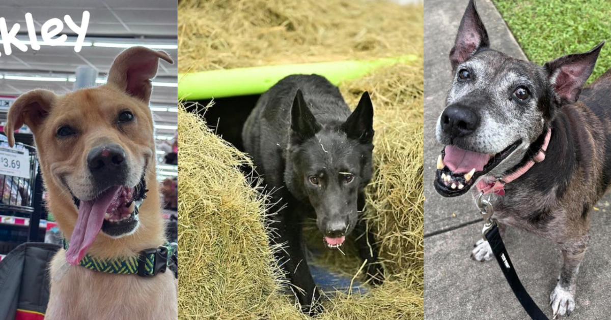 Rescues in Action: Oakley, Arlo and Victoria