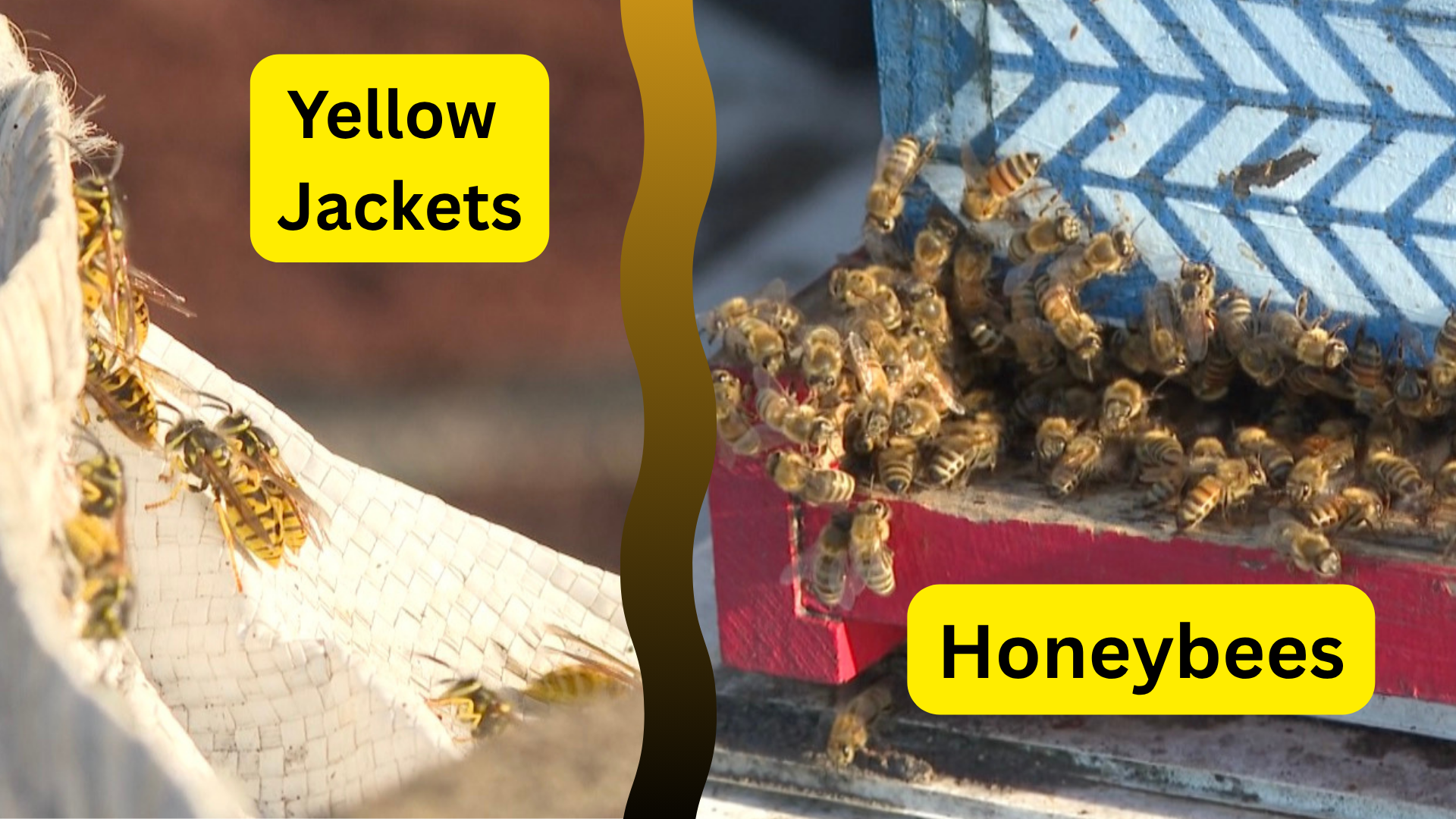 Yellow Jackets.png
