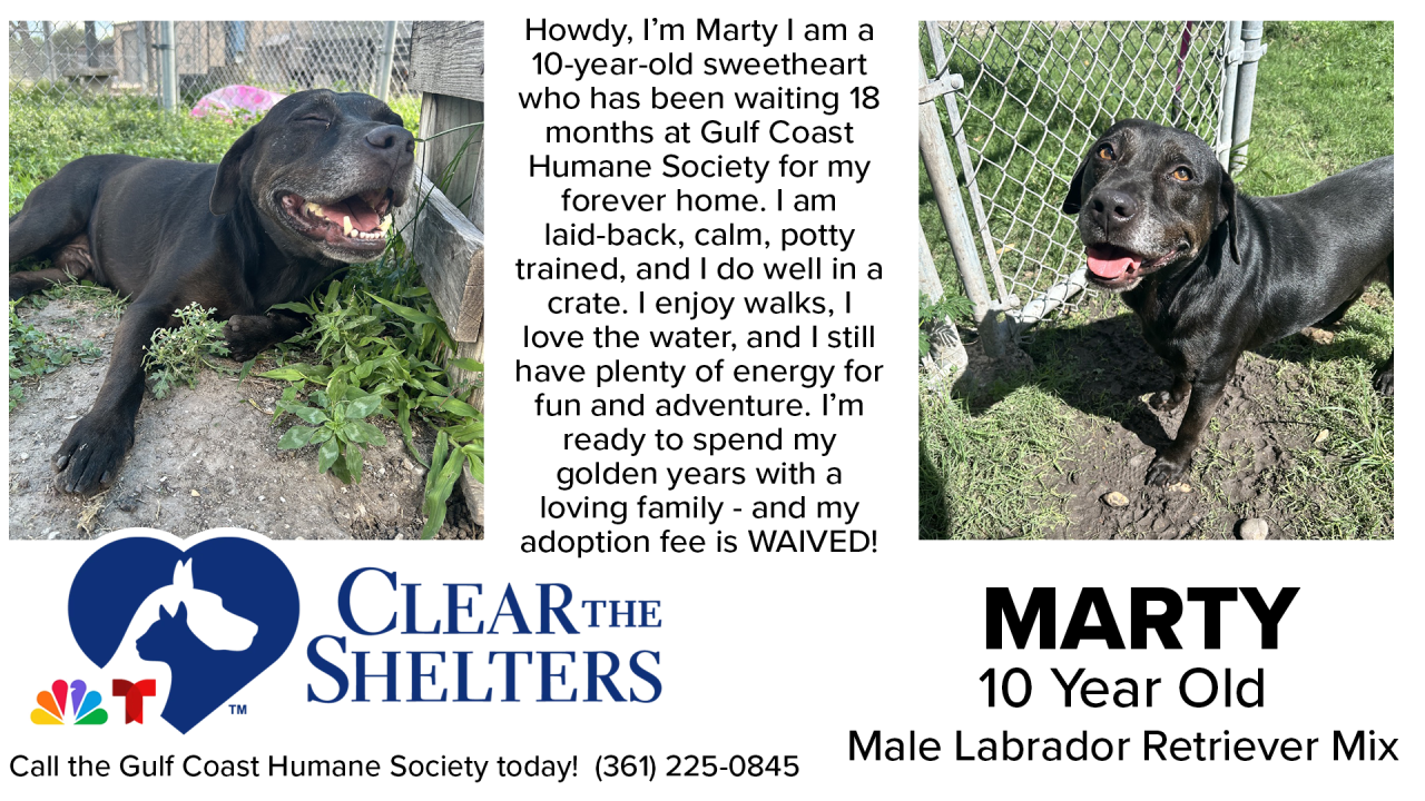 ClearTheShelters2 - 01.png