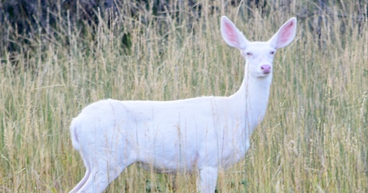 Billings man captures rare albino deer with camera