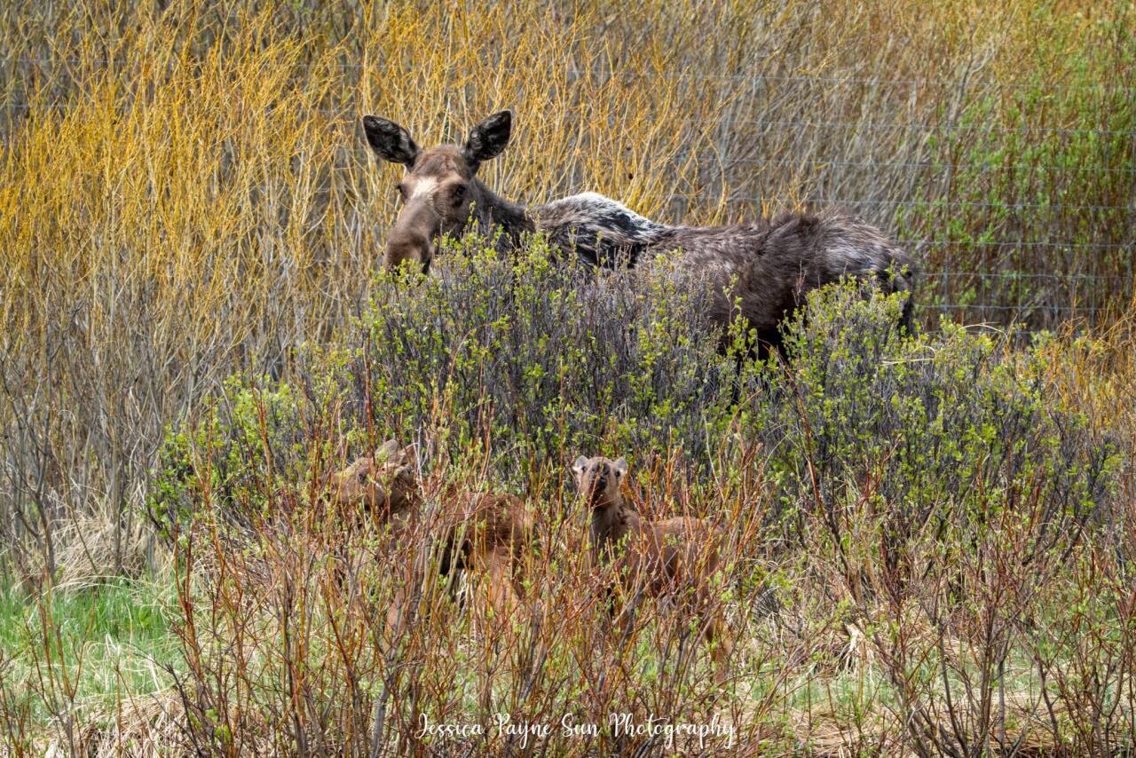 Jessica Payne Sun Photography_moose and babies outside exclosure at RMNP