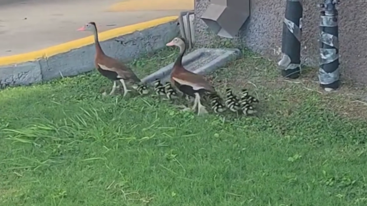 Ducks03.png