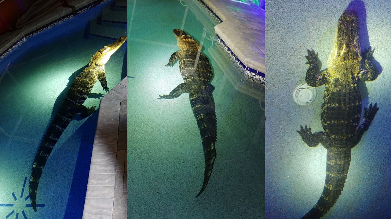Charlotte Co Sheriffs Office gator.png