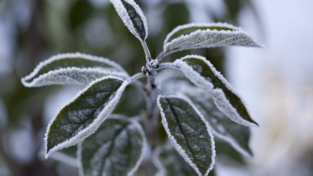 Freeze warnings in store for northern Coastal Bend