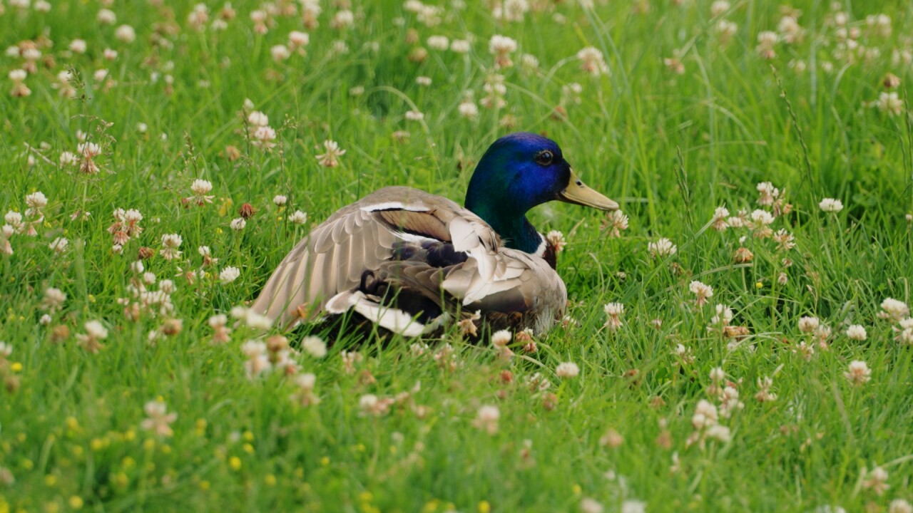 Ducks