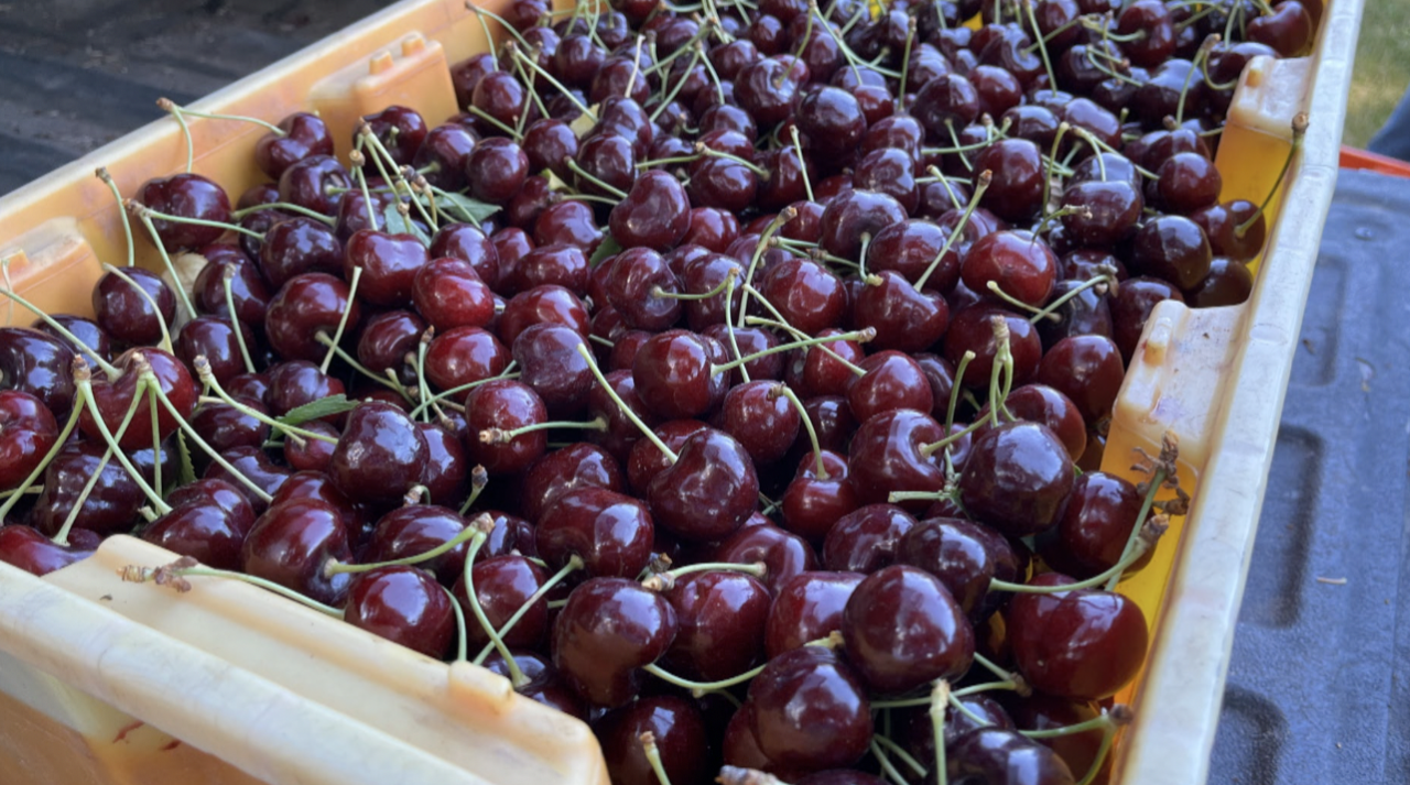 Flathead Cherries