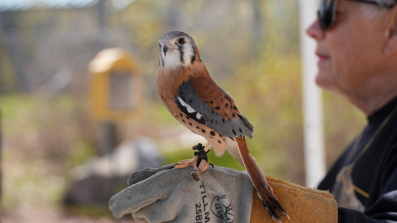 Bird at Montana Wild 