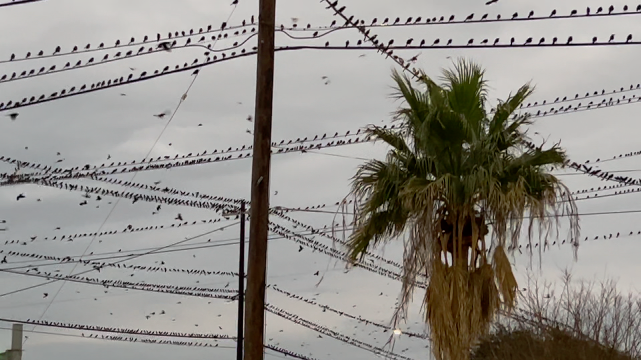 Great-tailed grackle
