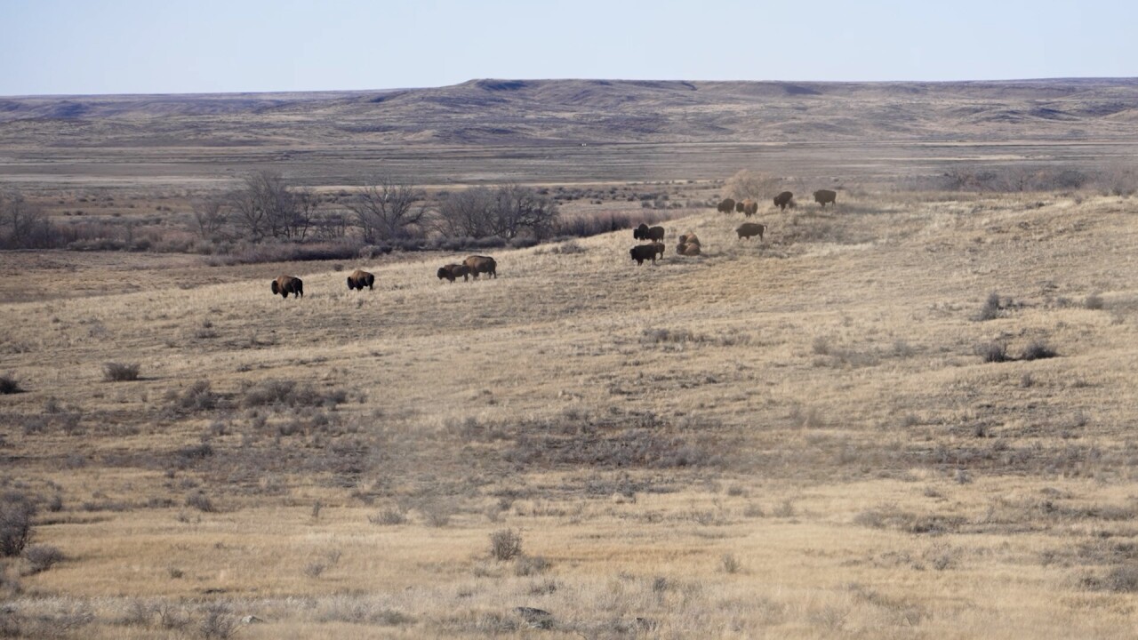 American Prairie ground.jpg