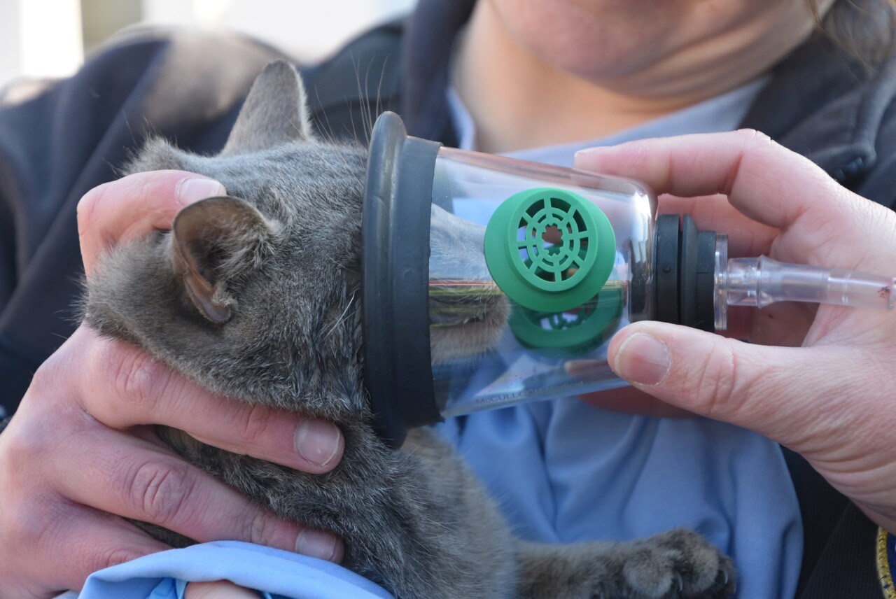 catoxygen.jpg