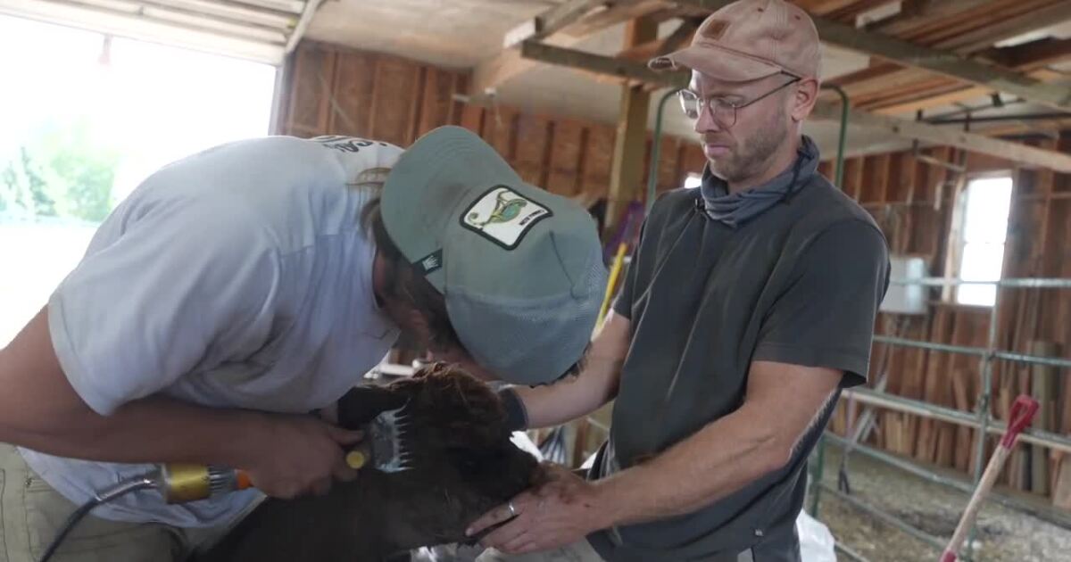 Alpacas of Montana kicks off summer shearing season for nearly 90 alpacas and llamas in Bozeman