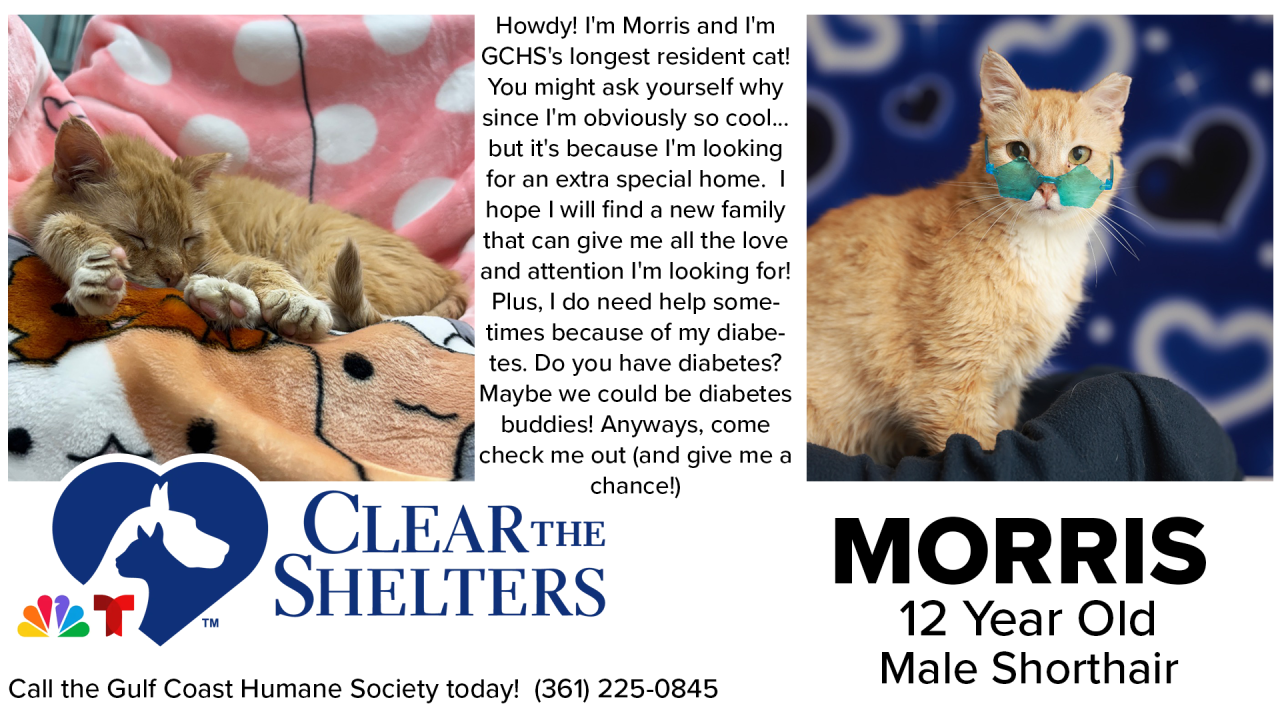 ClearTheShelters - 02.png