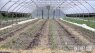 Cover Crops Grow In Popularity, But Not Everyone Can Afford Them