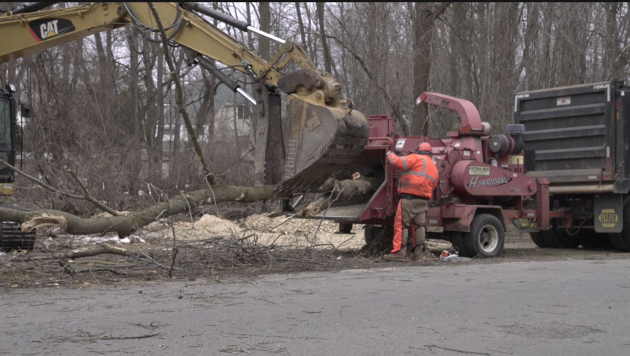 Tree tear down along Elmdale