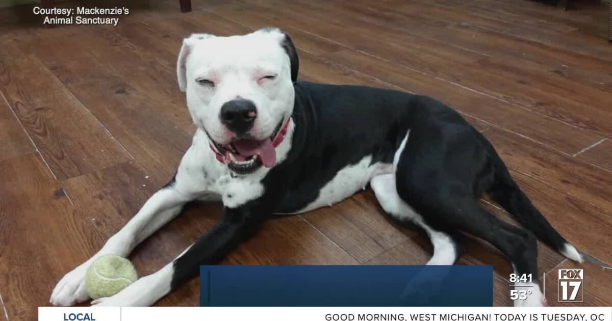 Pet Adoption Tuesday: Meet Specks! - Vimarsana News