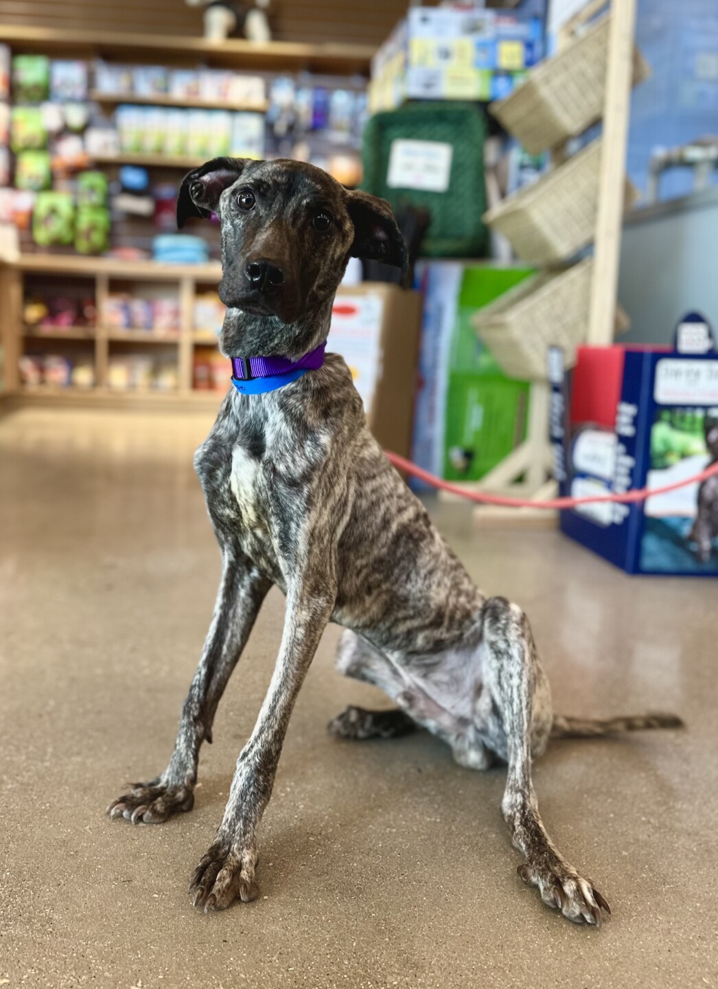 Marty, formerly known as Hemlock