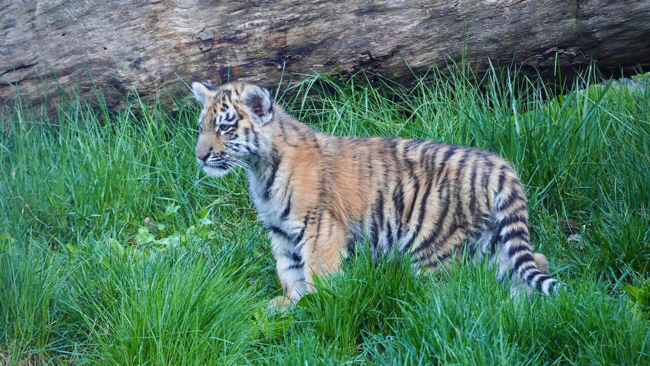 Tiger Cubs on Exhibit April 2021