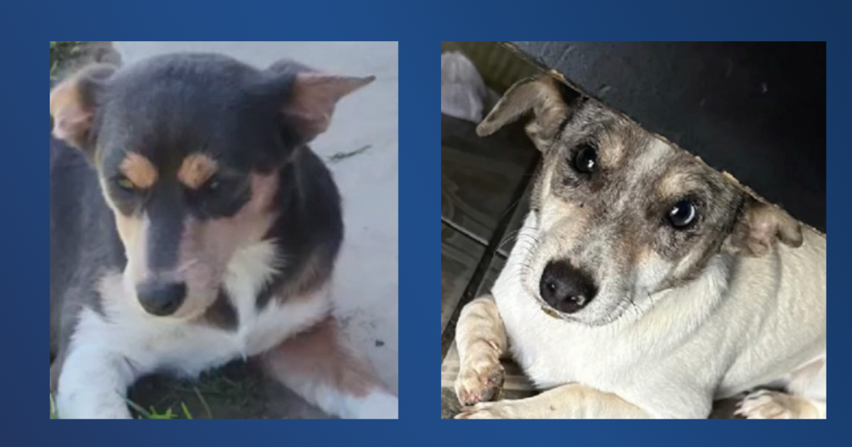 ANIMAL ABUSE: A family alleges two of their dogs were killed with a pellet gun - Vimarsana News