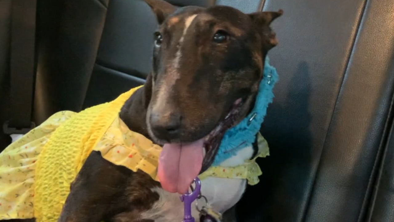 Tully's Tails: Treating Lilith to a bucket list day