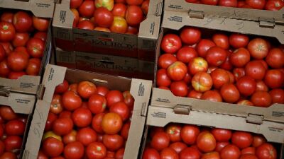 Tomatoes in boxes