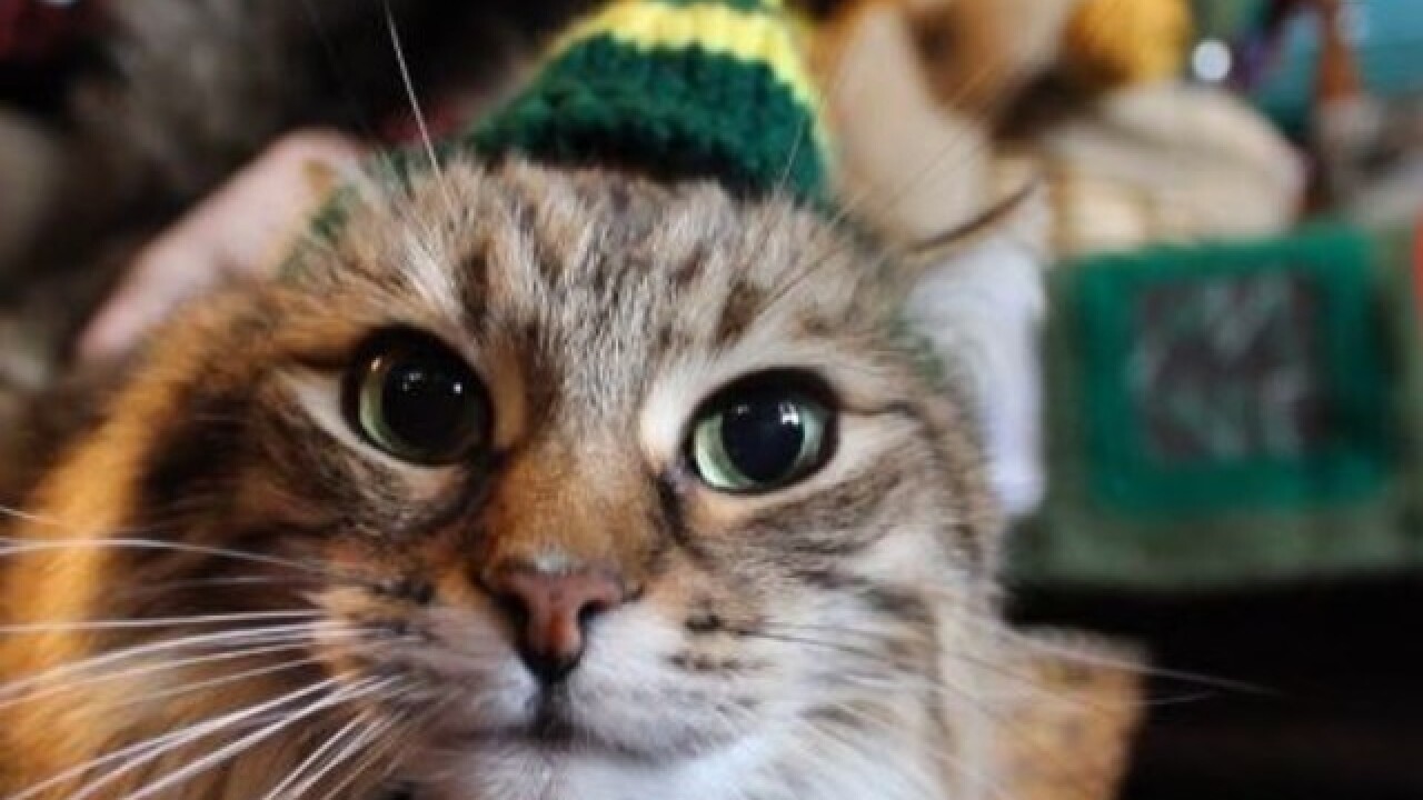 Wis. woman knits green and gold hats for cats
