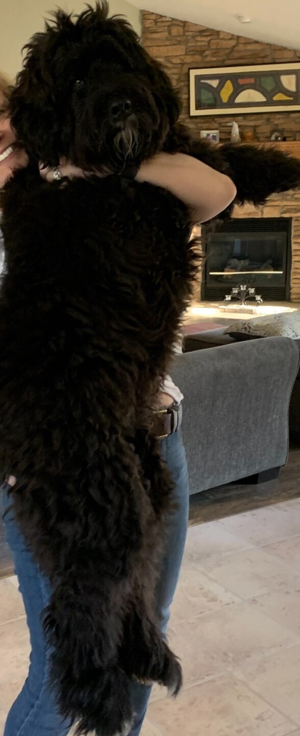 Dog walking forecast