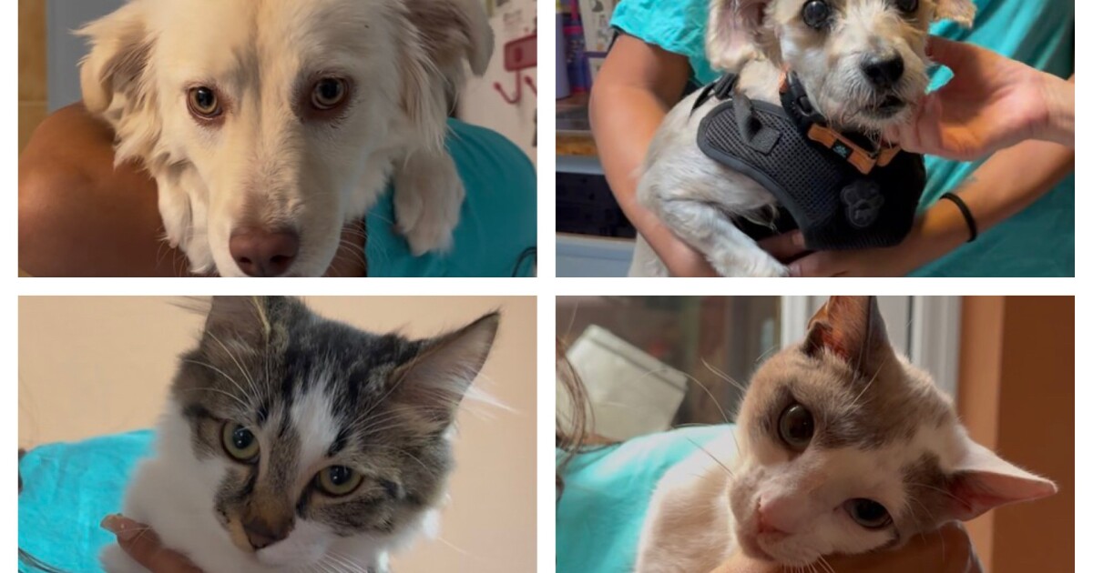 Jersey's Journeys to the HOPE animal shelter in Marana