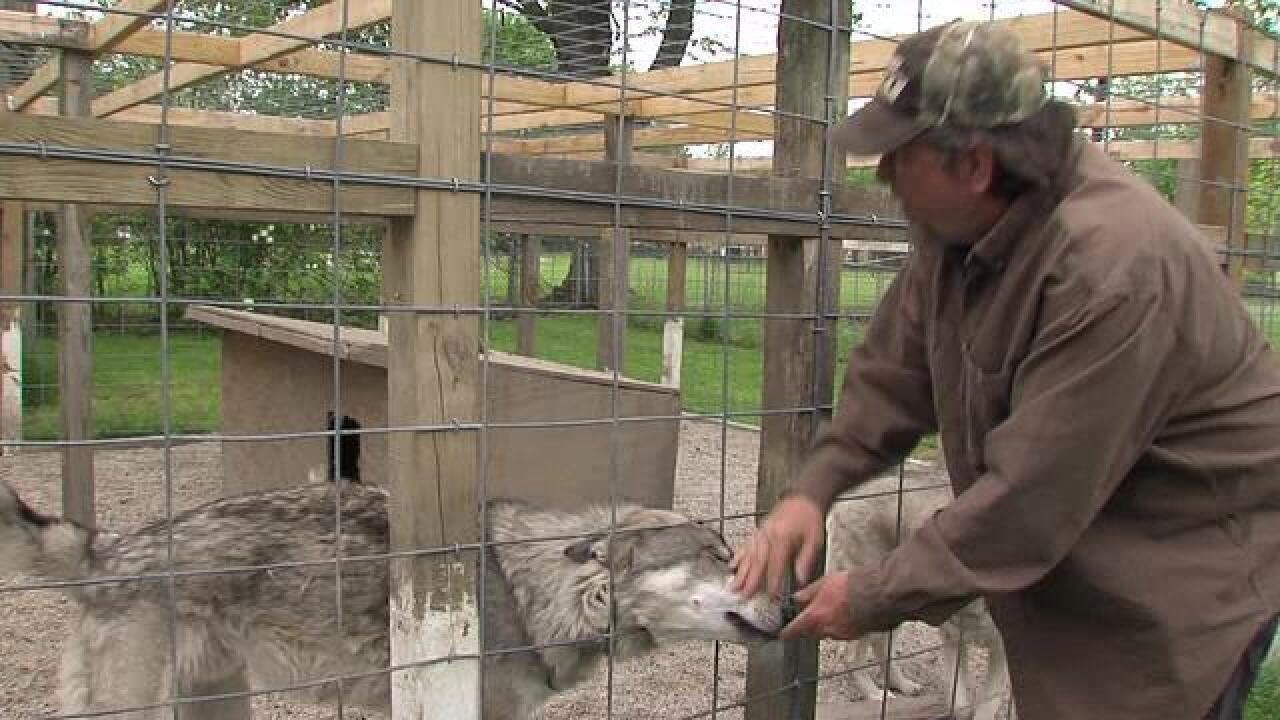 PHOTOS: Muncie man wants to keep wolf-dogs
