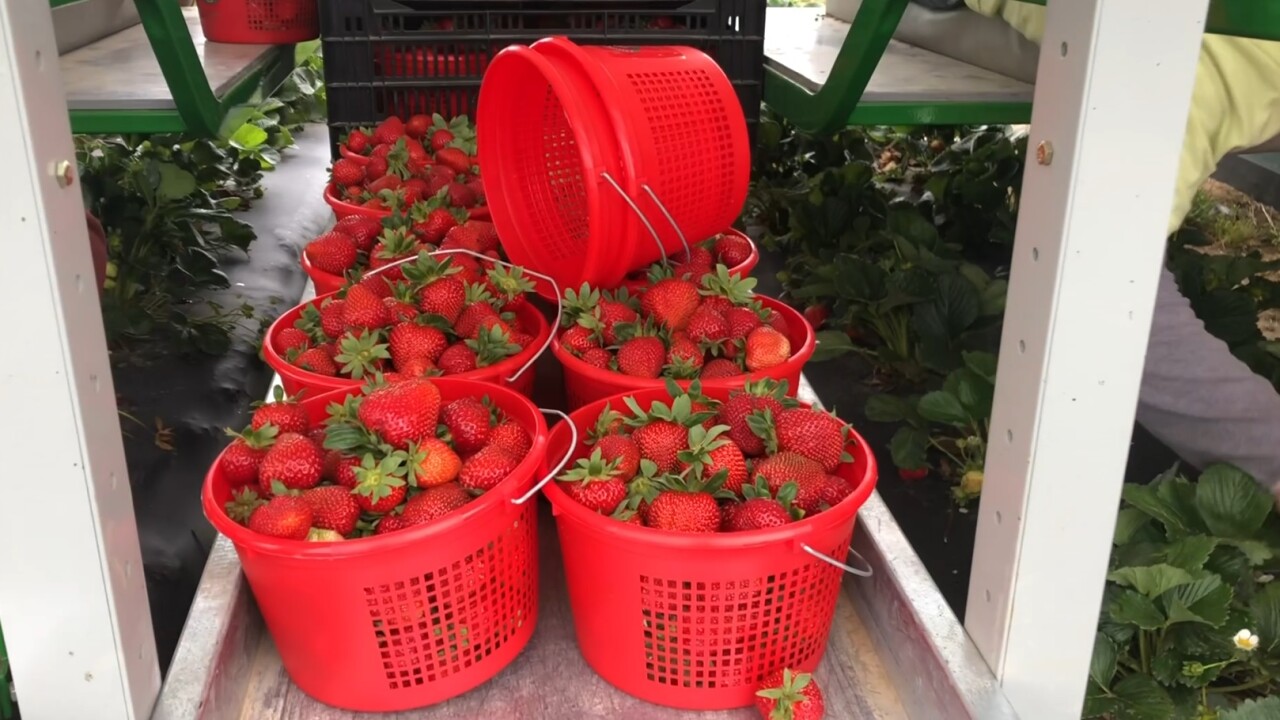 Pungo prepares for pickyourownstrawberry season in Virginia Beach