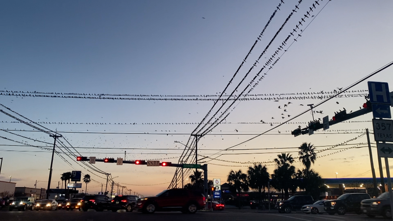 Great-tailed grackle