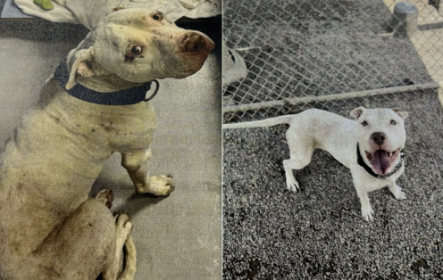 47119807-Screenshot 2025-11-19 at 3.35.24 PM.png