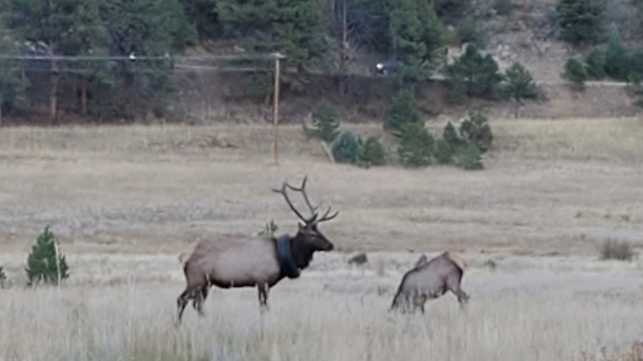 Elk Photo 1.jpg.png