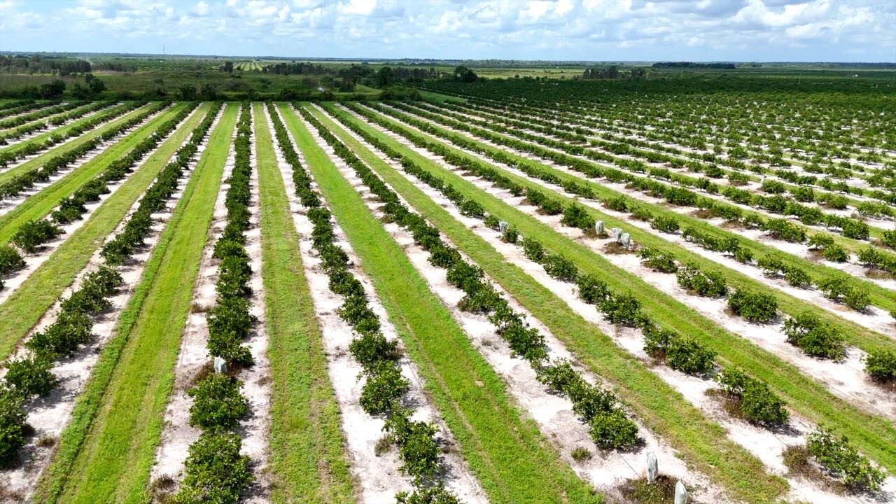 Aerial view of CPI Citrus Farms in Felda