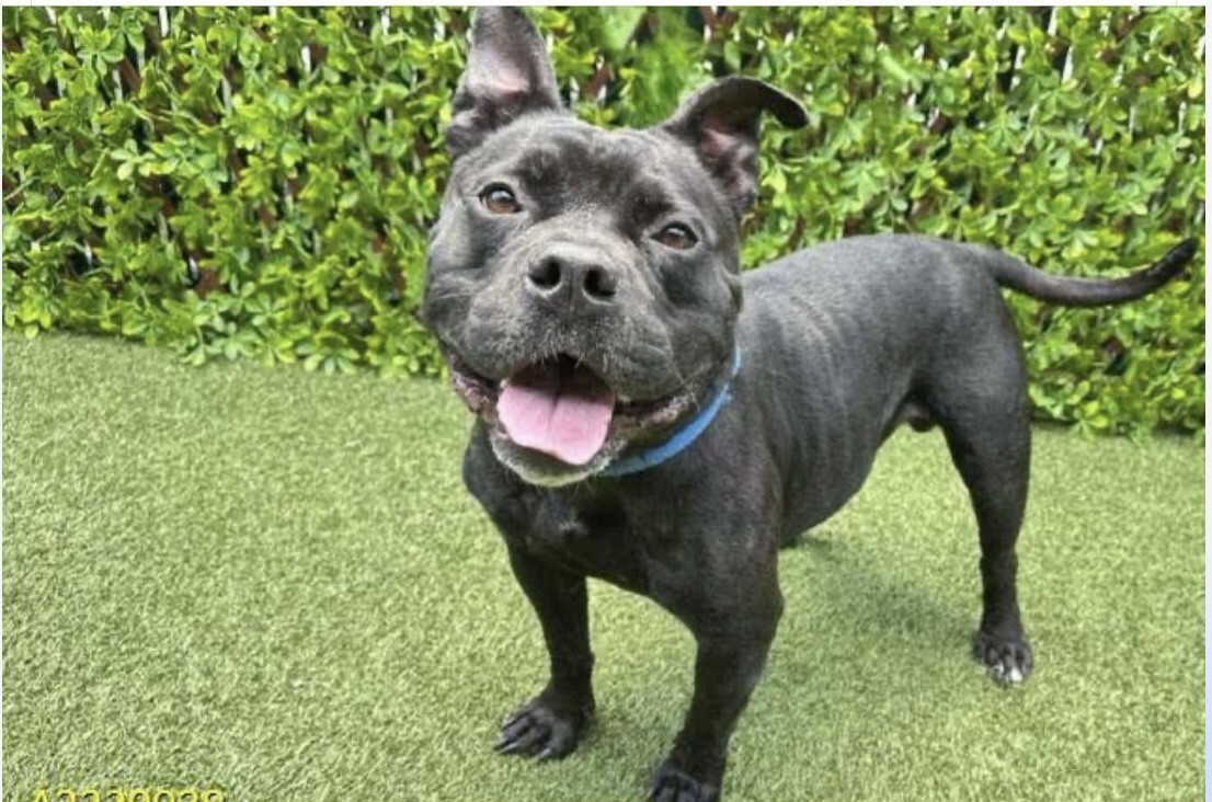 Dexter Rescue