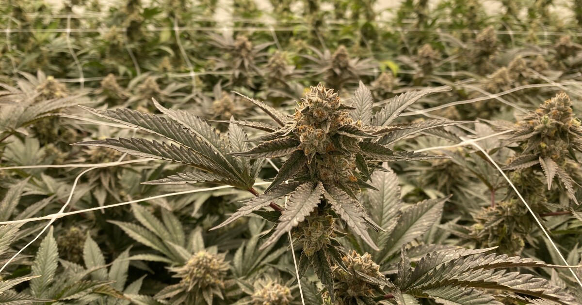 First marijuana cultivator opens in Fayette County, governor says medical marijuana program is working