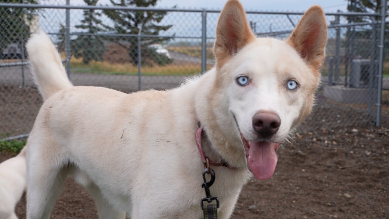 White husky and blue eyes
