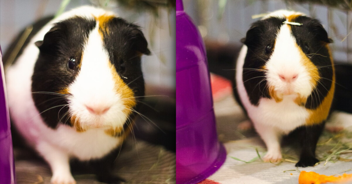 Cleveland APL Pet of the Weekend: Guinea pig named Ted