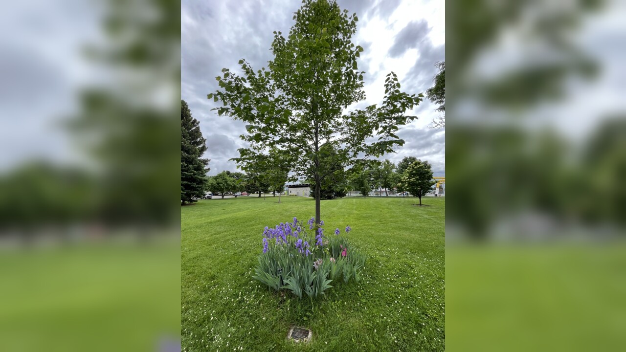 Family left heartbroken after memorial tree vandalized at Rose Park 