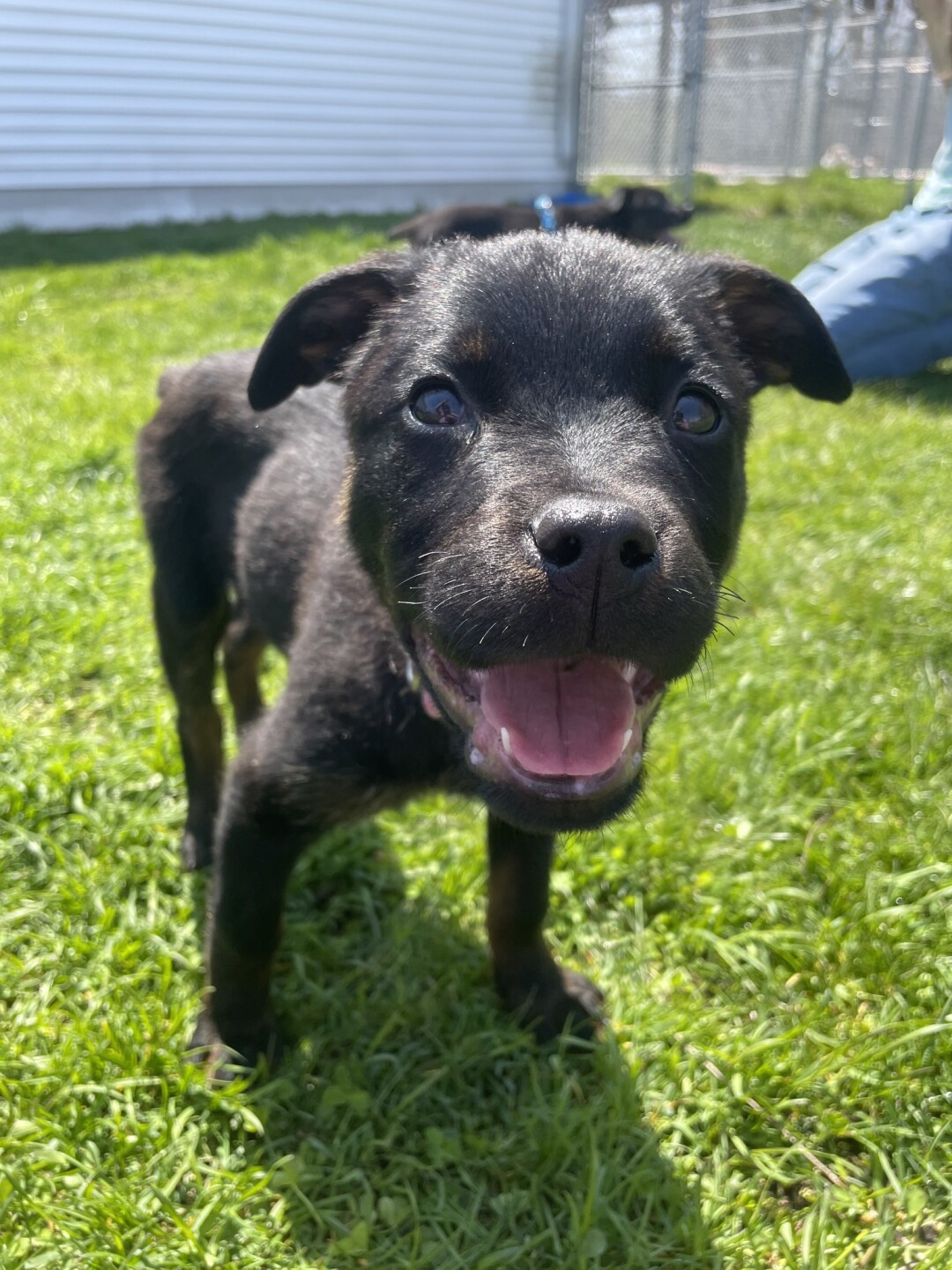 noah project pup 9.jpg