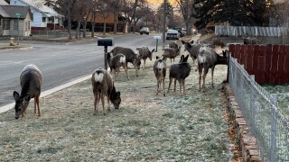 Deer in front lawn