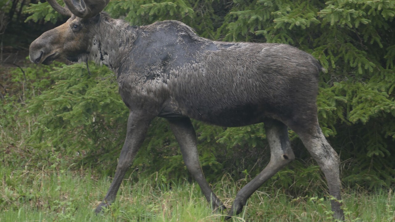 Moose Ticks Michigan