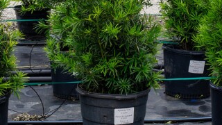 Japanese Yew