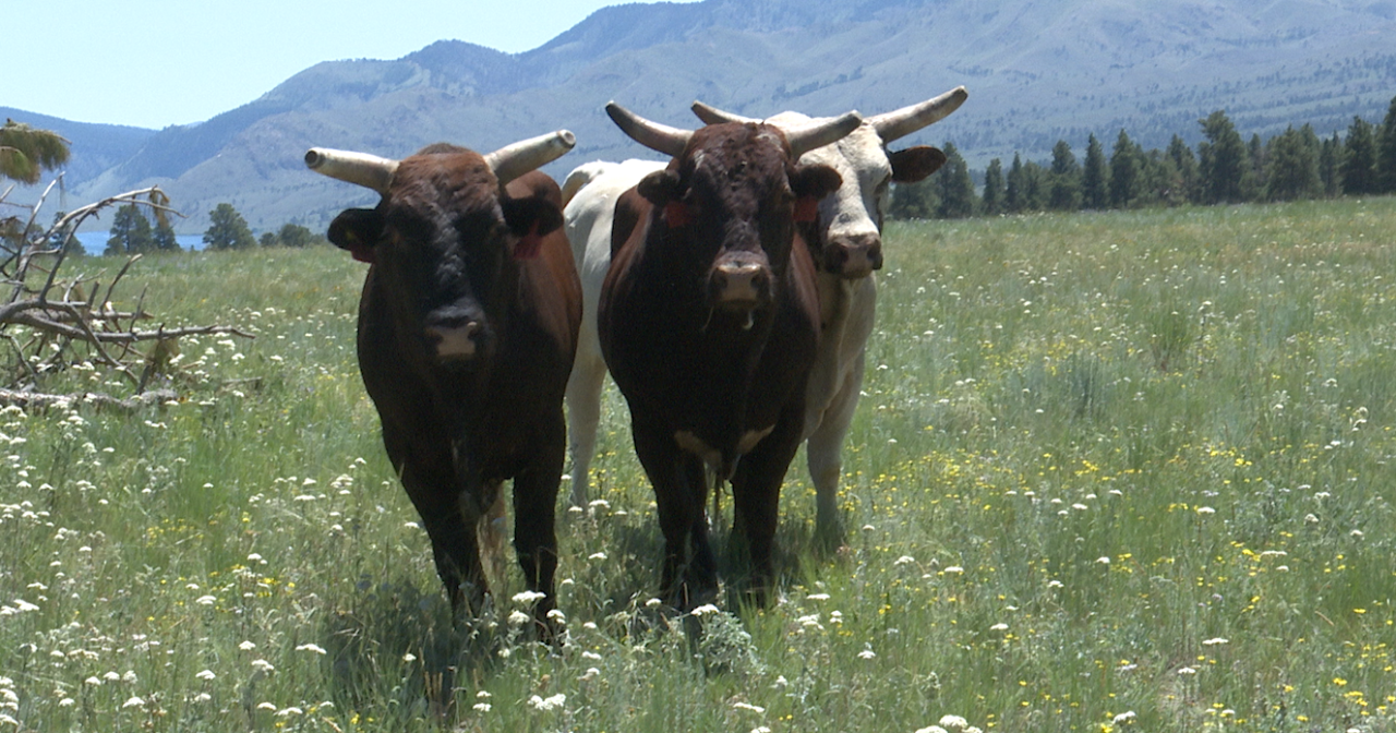 Helena's C5 Ranch's nationally-renowned rough stock to execute at Last Chance Stampede