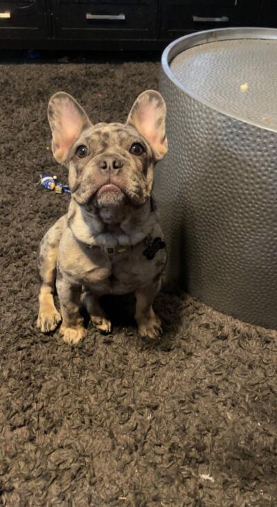 Stolen in plain sight dog