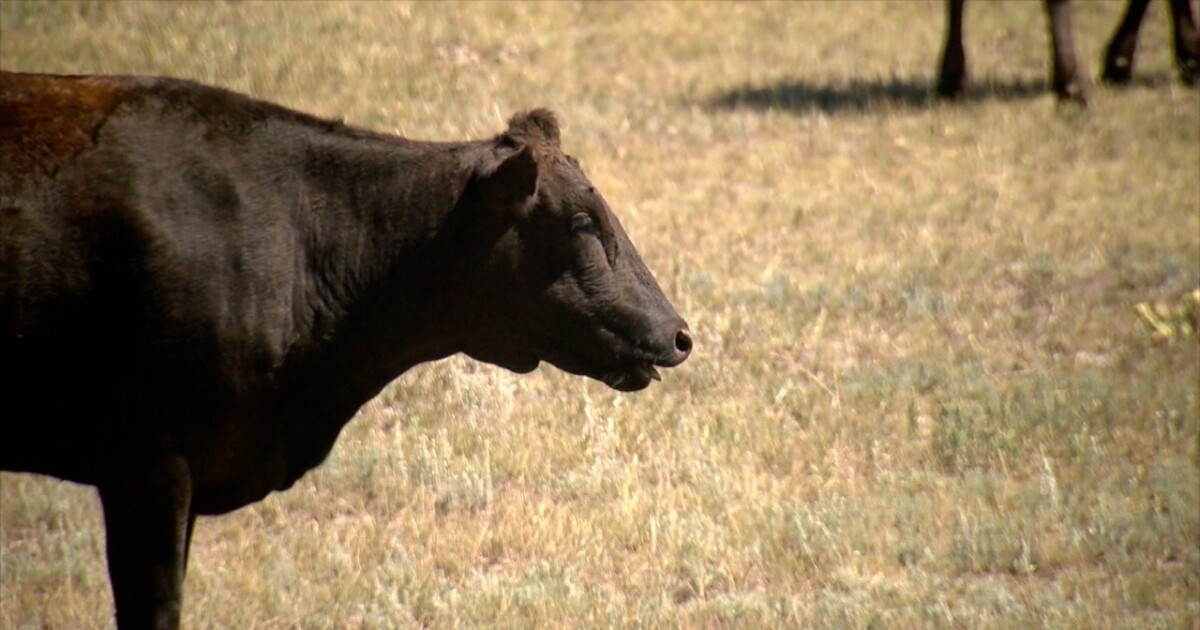 Anthrax intelligence overview