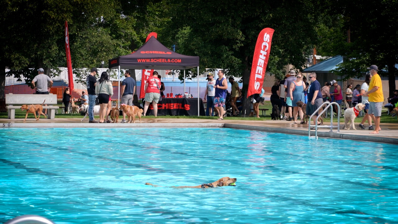 a dog swimming.jpg